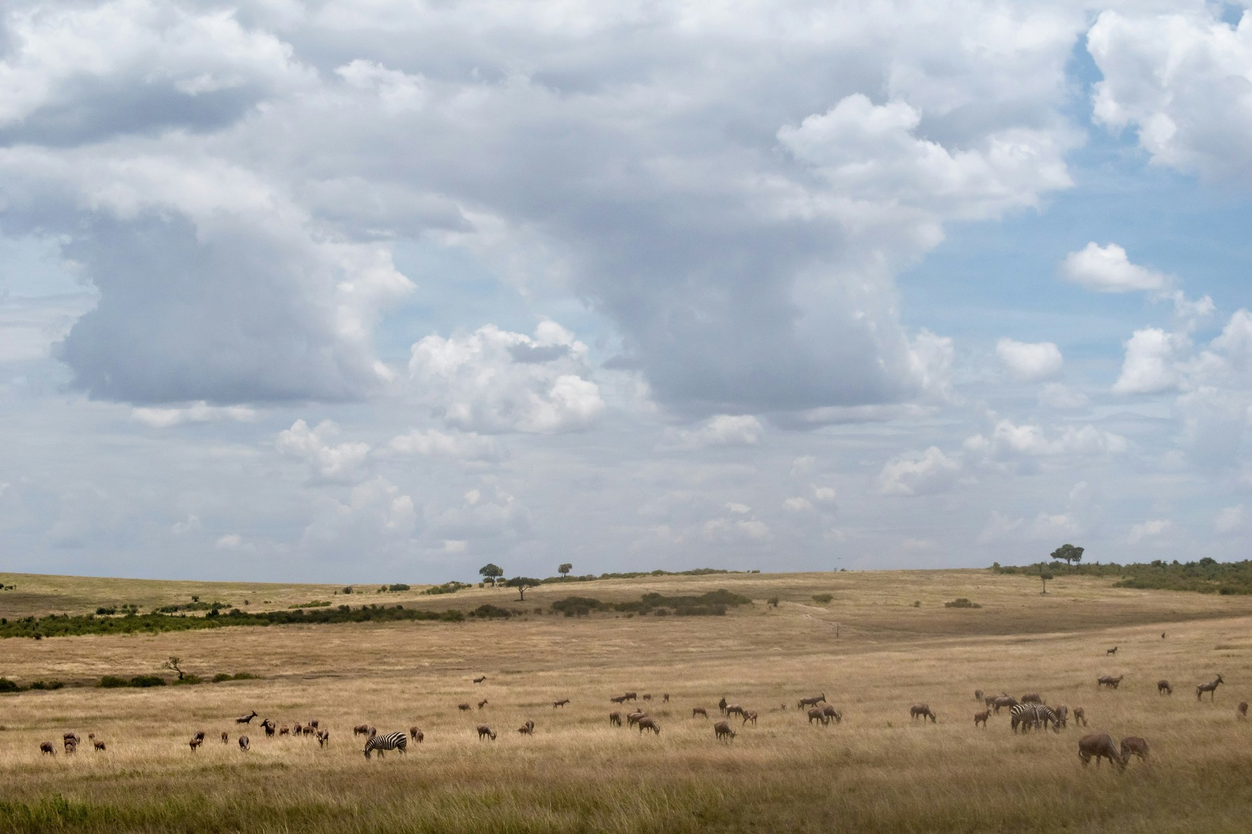 Open Maasai Mara landscape beneath a wide sky