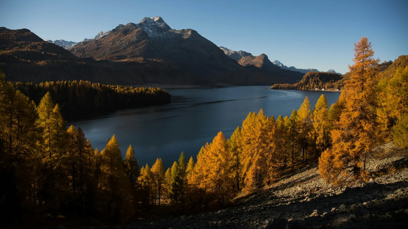 Golden autumn larches beside an Engadin alpine lake