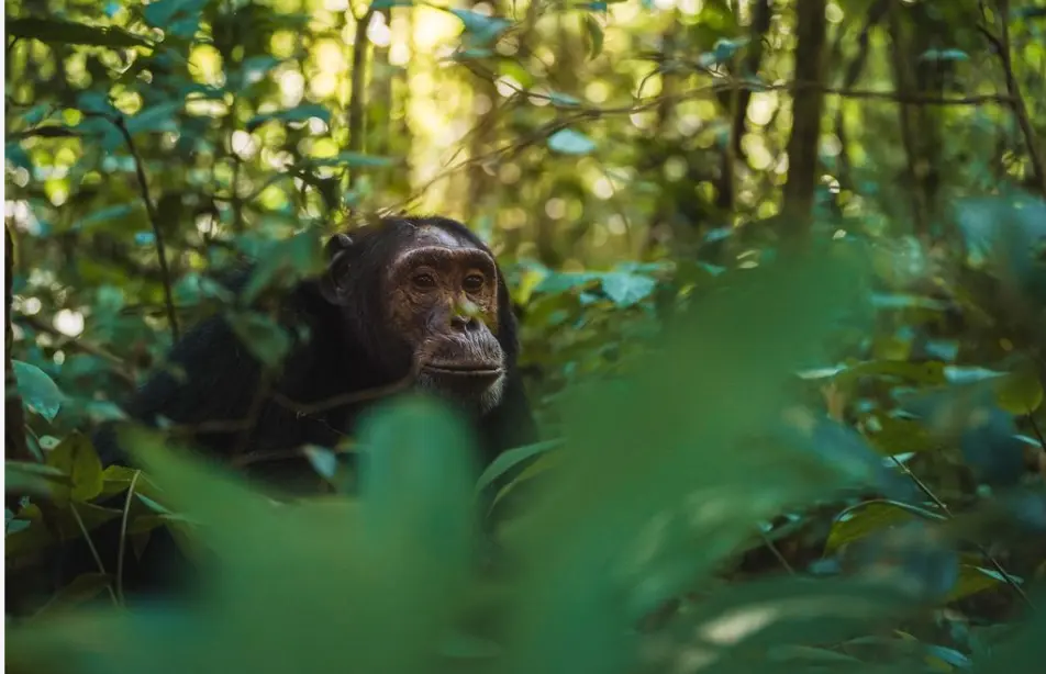 Chimpanzee in Rwanda's forest, reflecting the country's primate experiences beyond gorilla trekking