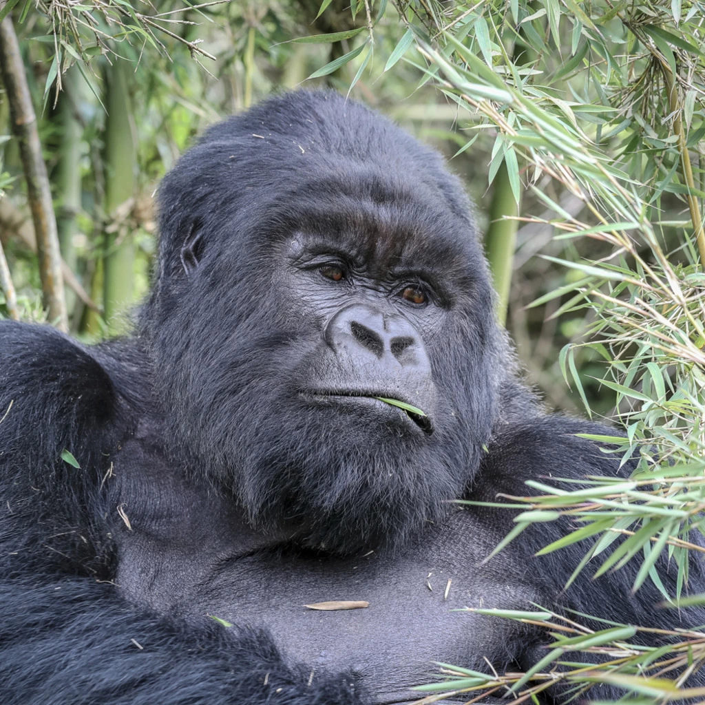 Mountain gorilla in Rwanda's Virunga forest