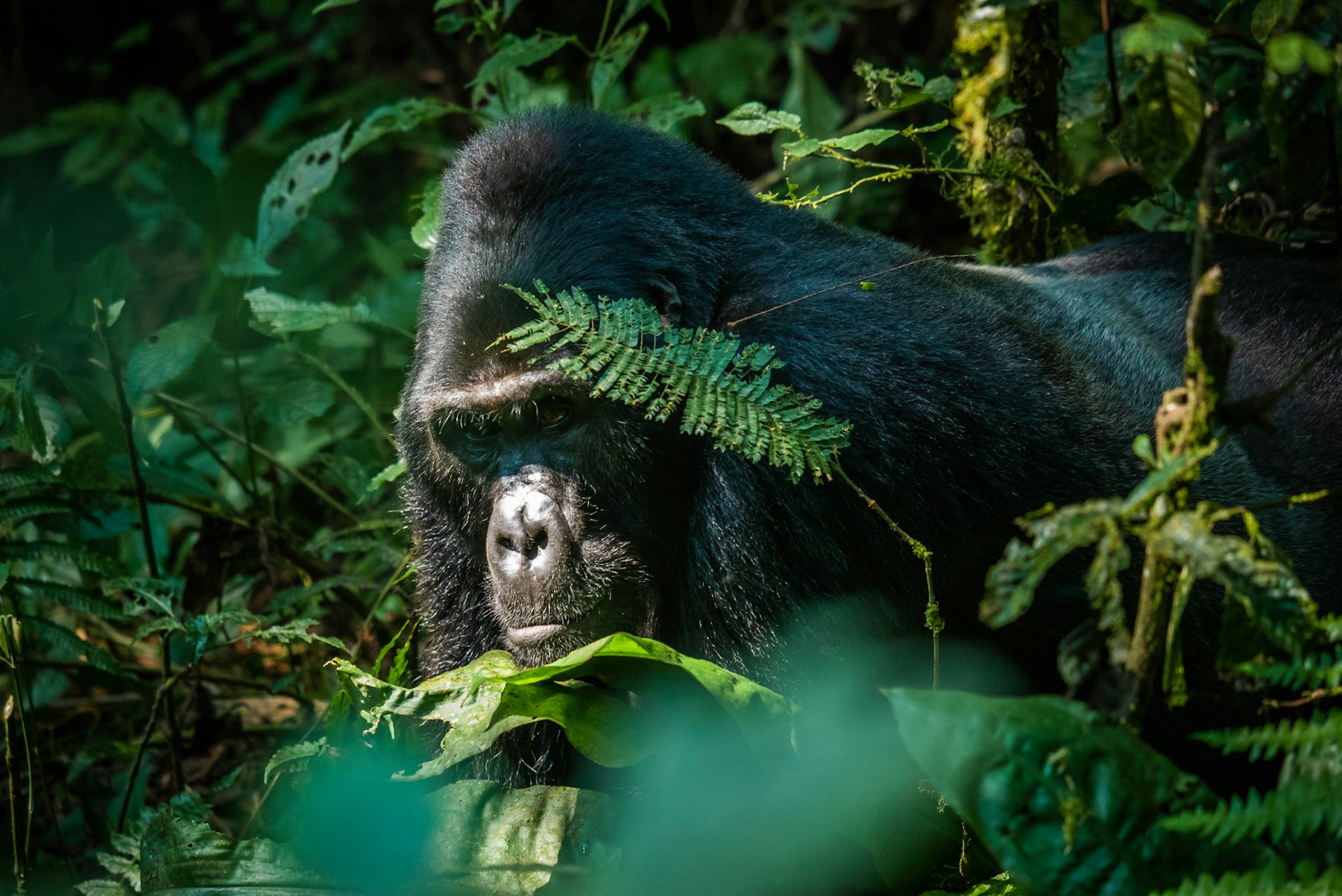 Mountain gorilla among dense green forest vegetation